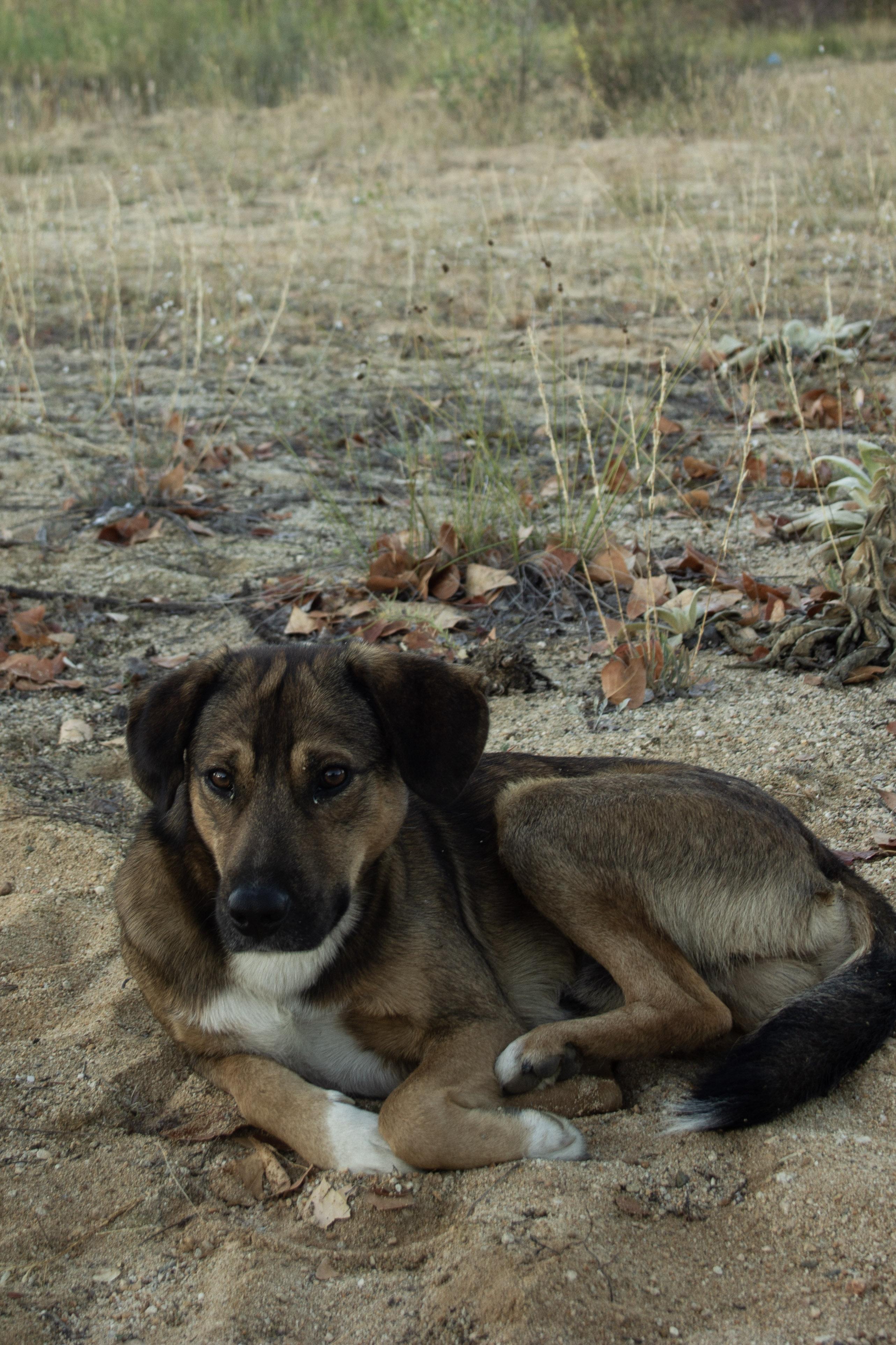 stray dog in the balkans