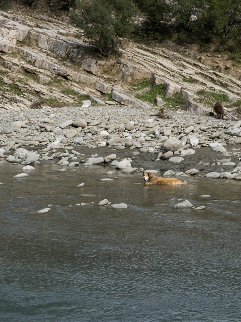 wild dogs albania