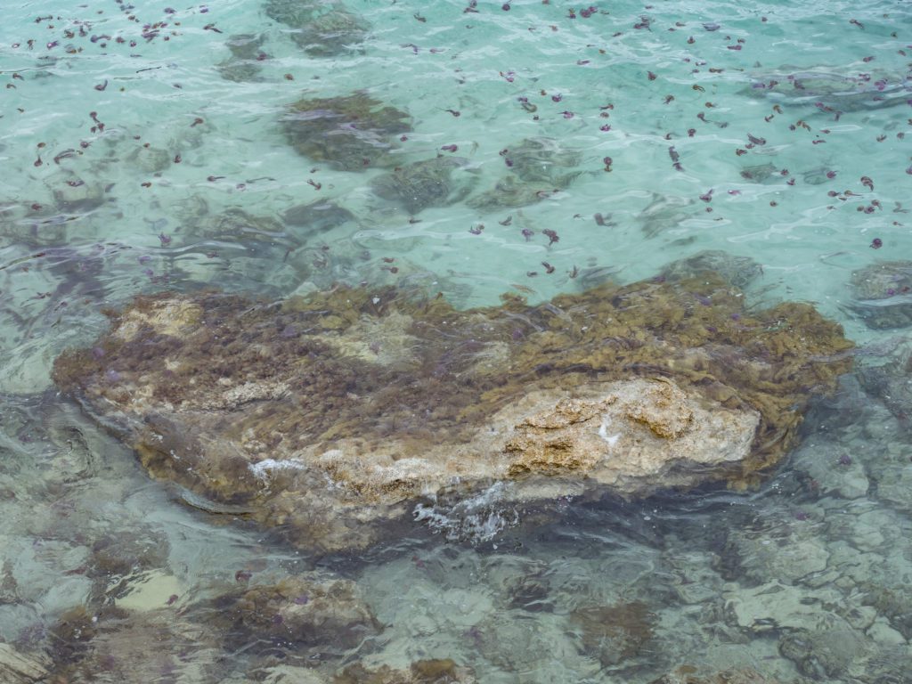 jellyfish in malta