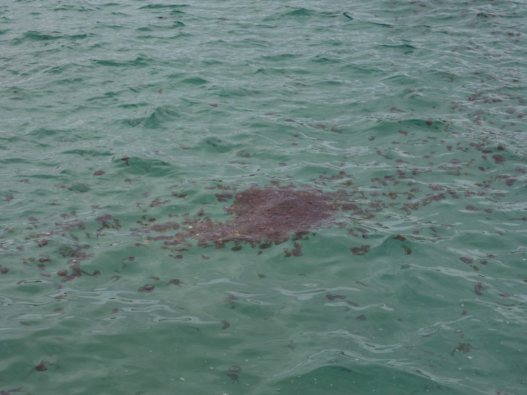 jellyfish in comino