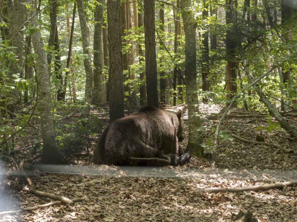 dancing bear sanctuary