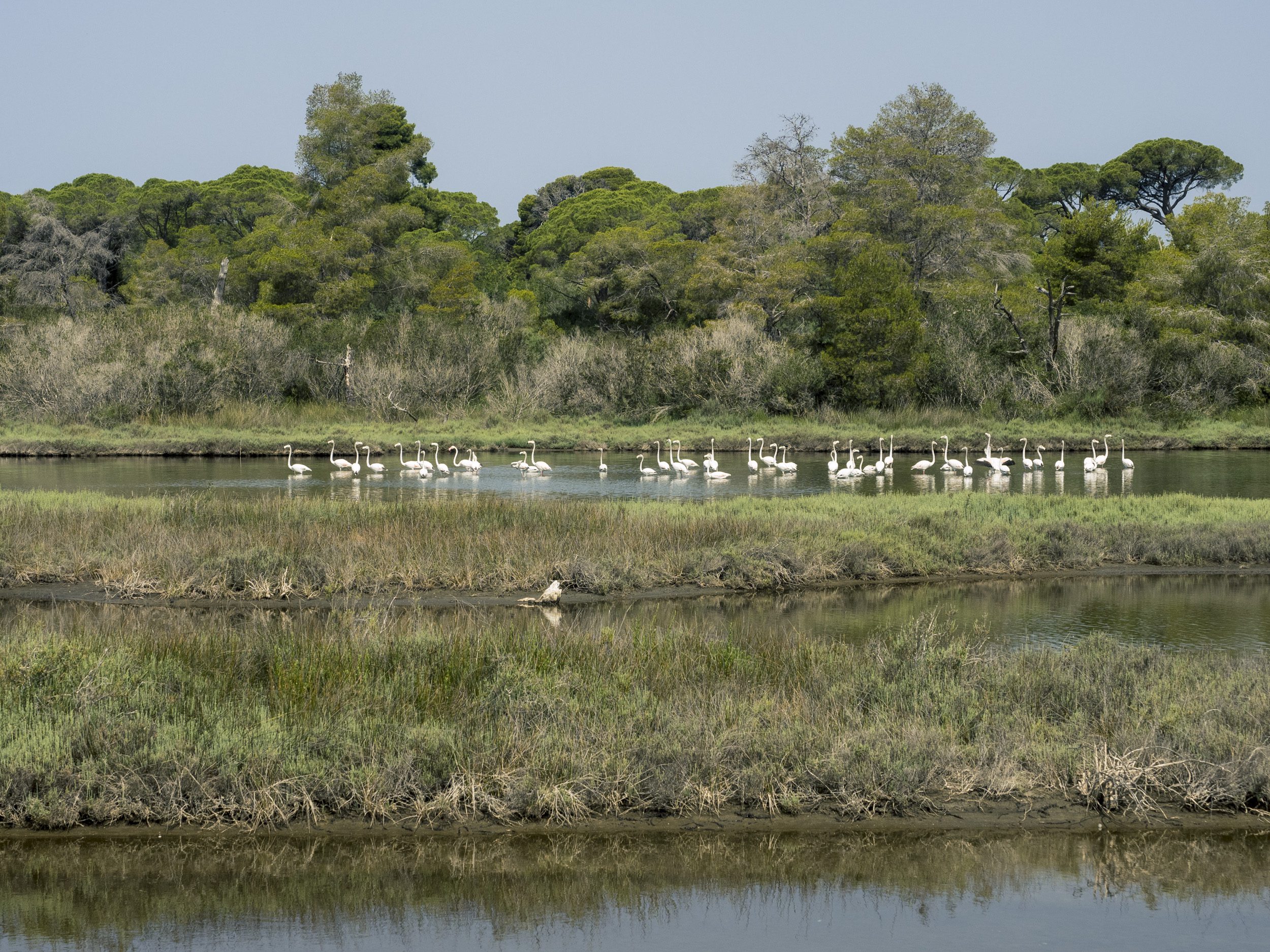 pelicans in Divjake Karavasta