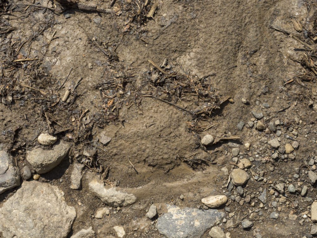 bear footprint in romania - it's good to carry bear spray in romanian carpathians