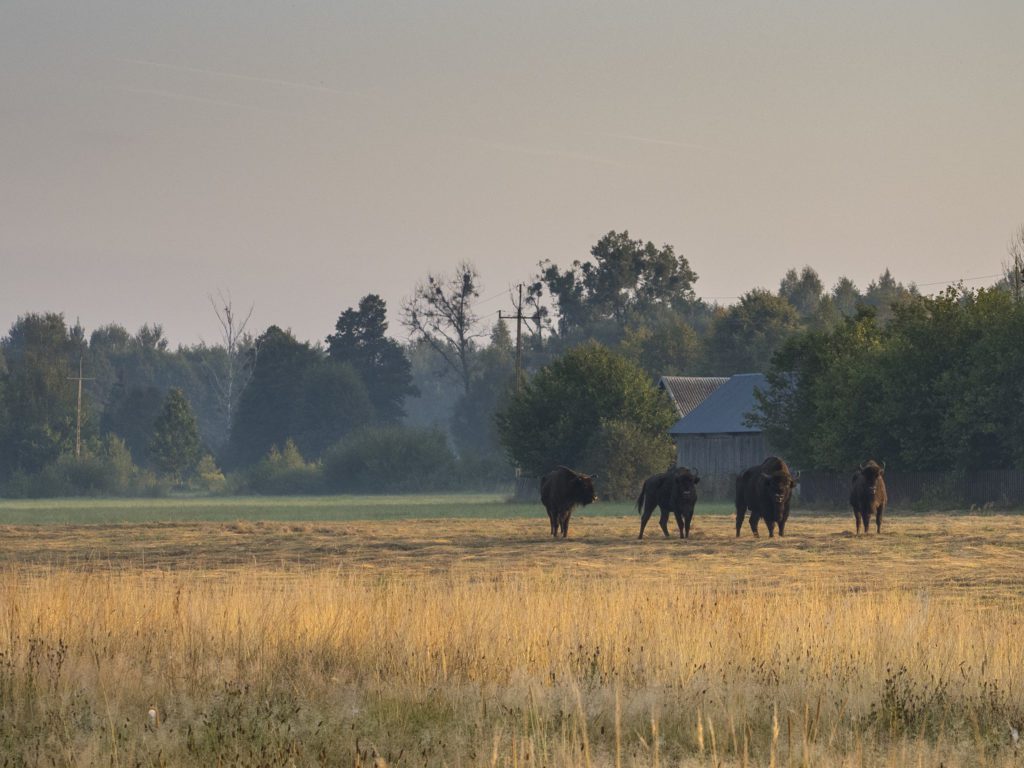 Visiting Białowieża Forest to spot the European Bison