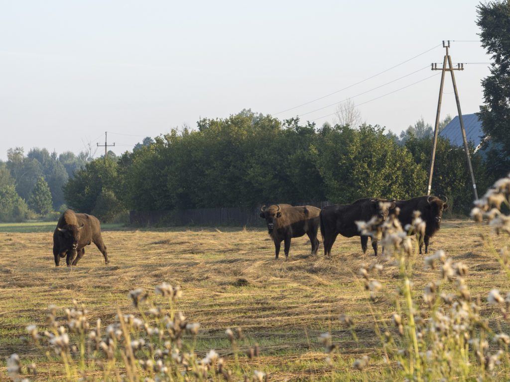 Bison in Białowieża