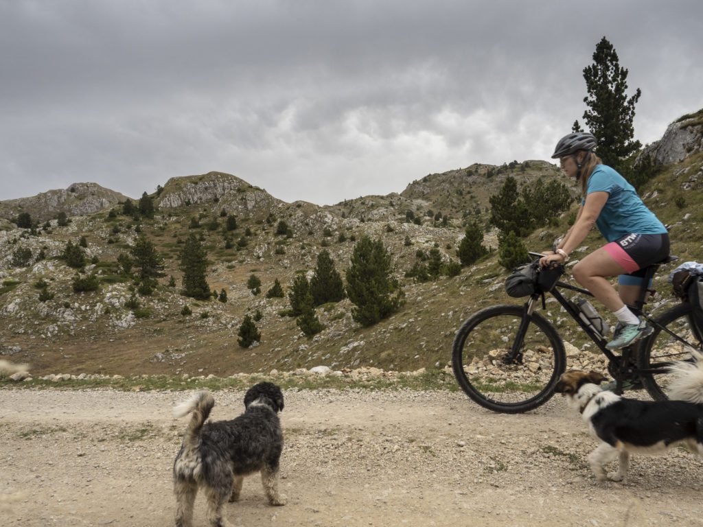 A picture of a person cycling in Montenegro with two dogs and mountains in the background